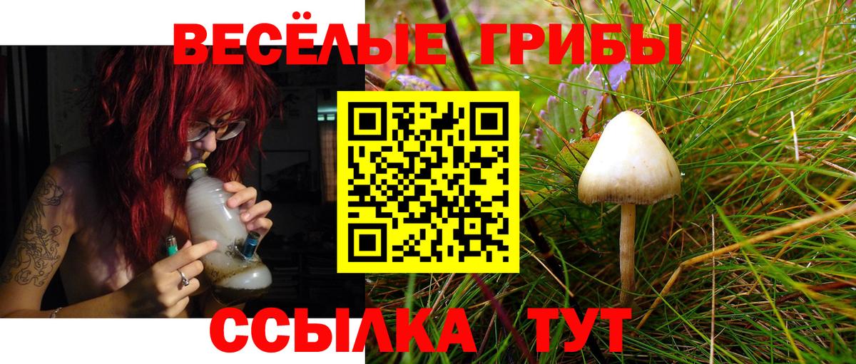 закладка  Вход с VPN  Пенза  Псилоцибиновые грибы Psilocybe  Псилоцибиновые грибы мицелий 